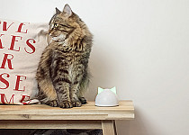 Colin the cat on the table with the Hub