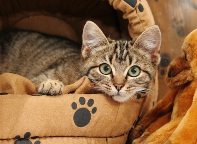 Cat in a bed